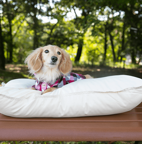 愛犬がリラックスできるペットクッション